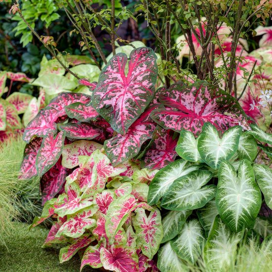 Caladium - Winterhard Bloembollen - 3 stuks - Tuinplant - Meerkleurig - Bloem bollen