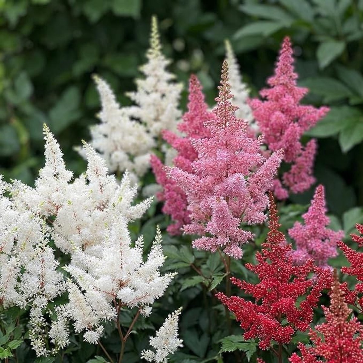 Winterharde Astilbe vaste planten mix - 10 stuks voor schaduwrijke tuin