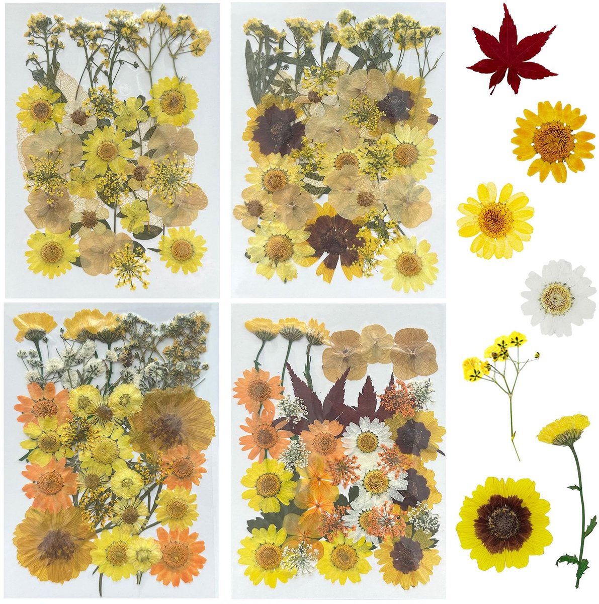 Dailygoods - Dailygoody - Gedroogde bloemen - Natuurlijke geperste bloemen - Perfect voor knutselen - Geel - Voor scrapbooking - Geschikt voor kunsthandwerk - 137