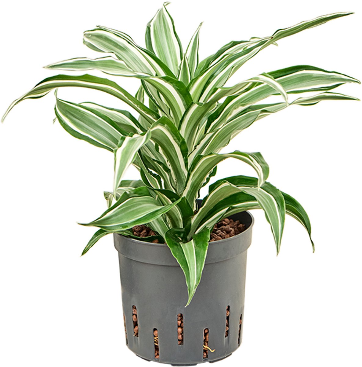 Dracaena fragrans 'Kanzi' Hydrocultuur - 25cm pot 13cm