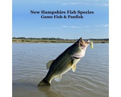 New Hampshire Game Fish and Panfish Species Kids Book