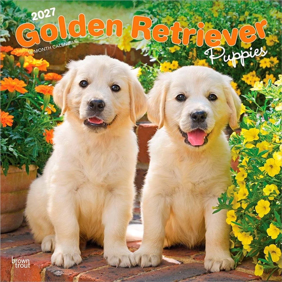 Golden Retriever Puppies Kalender 2027