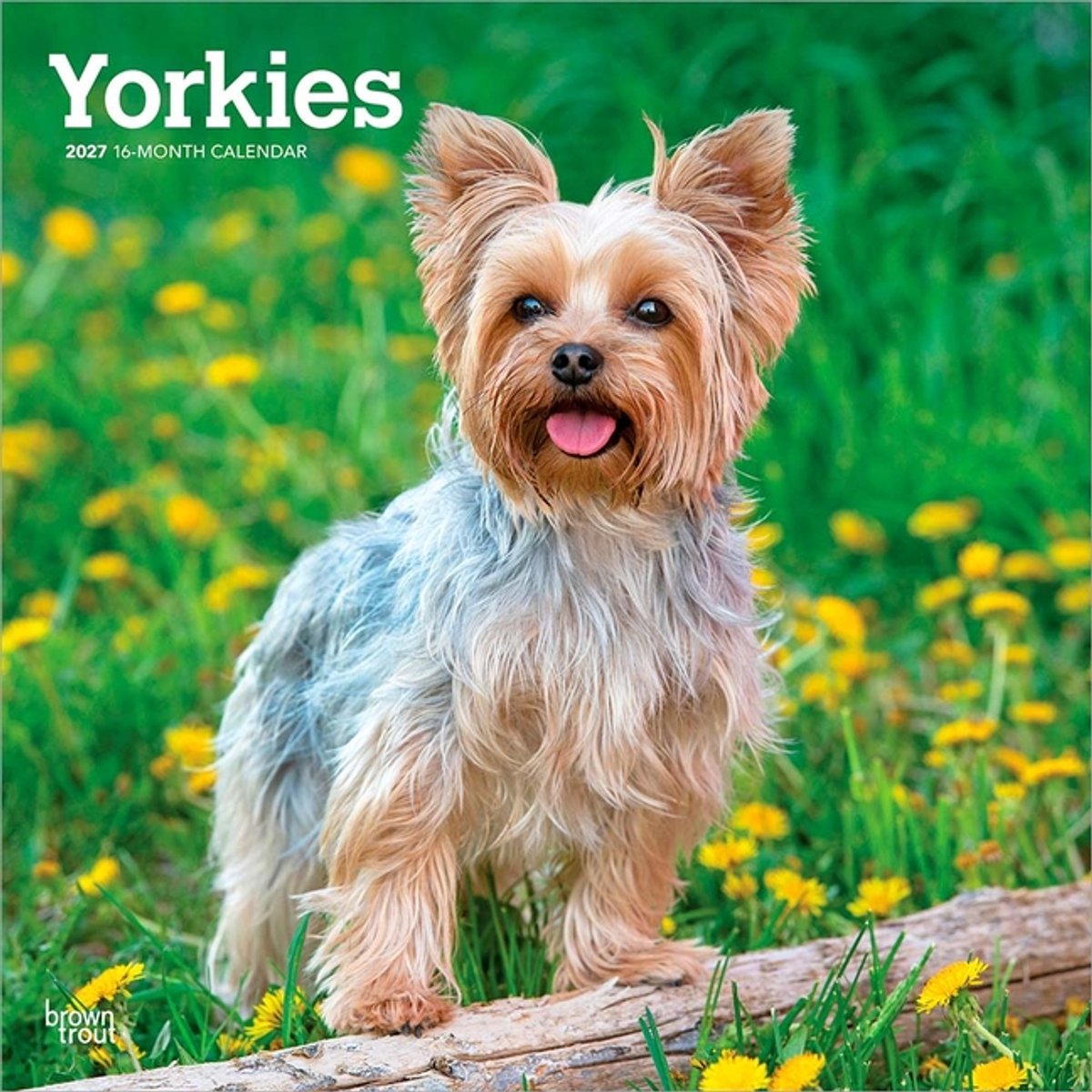 Yorkshire Terrier Kalender 2027