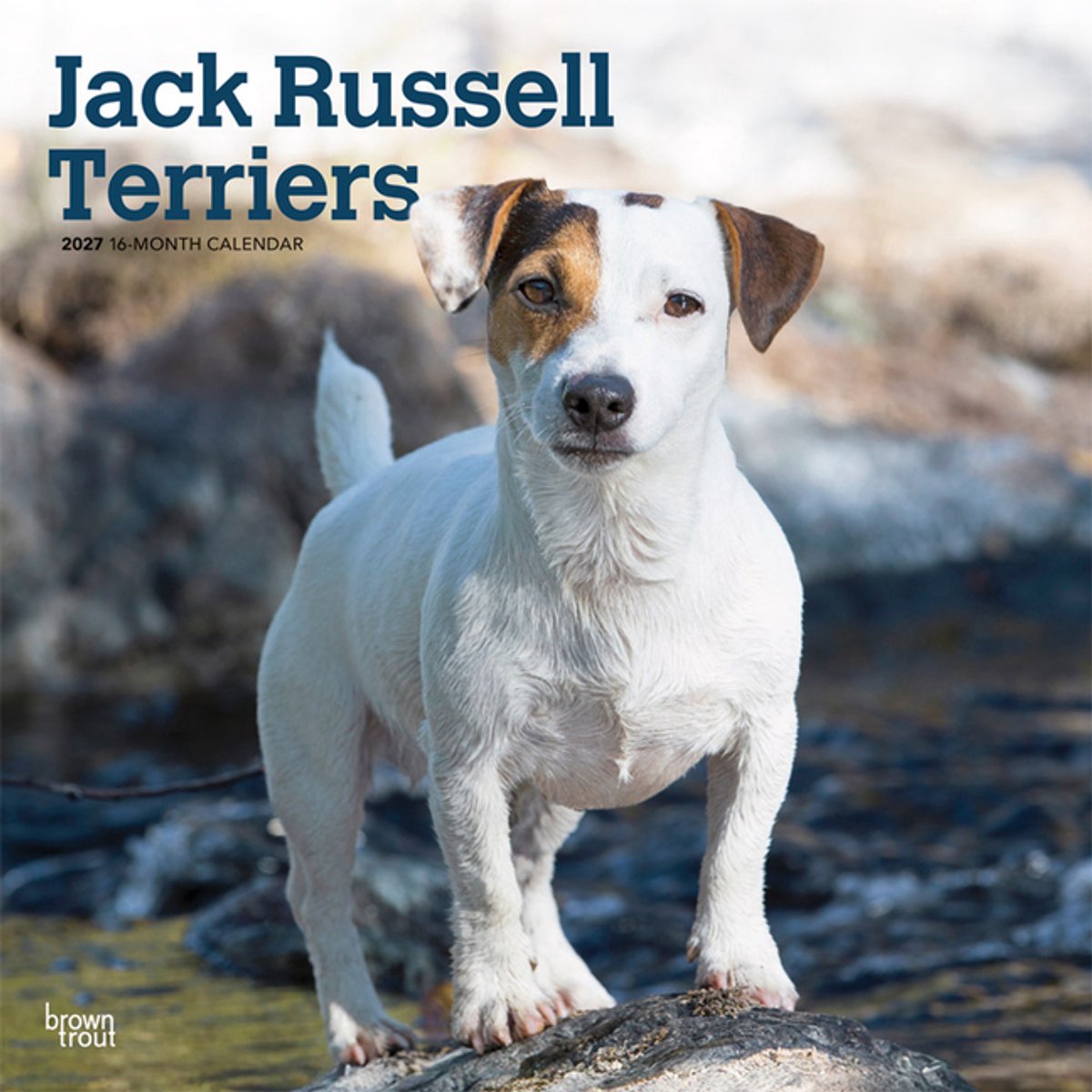 Jack Russell Terrier Kalender 2027