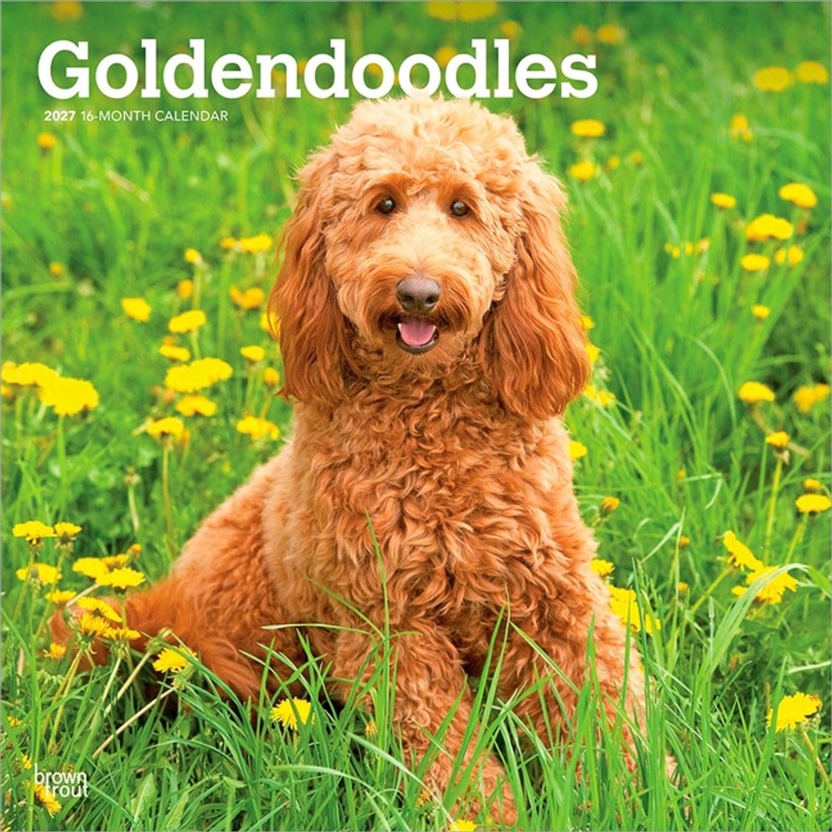 Goldendoodle Kalender 2027