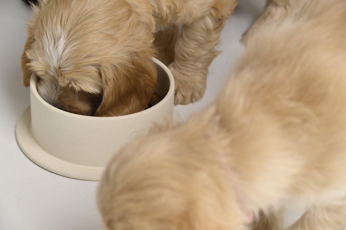Voerbak eggwhite L - Voerbak hond - Drinkbak hond - Voerbak hond keramiek - Waterbak hond - Eetbak hond - Dog bowl - Voederbak hond - Voerbak - Trimmi