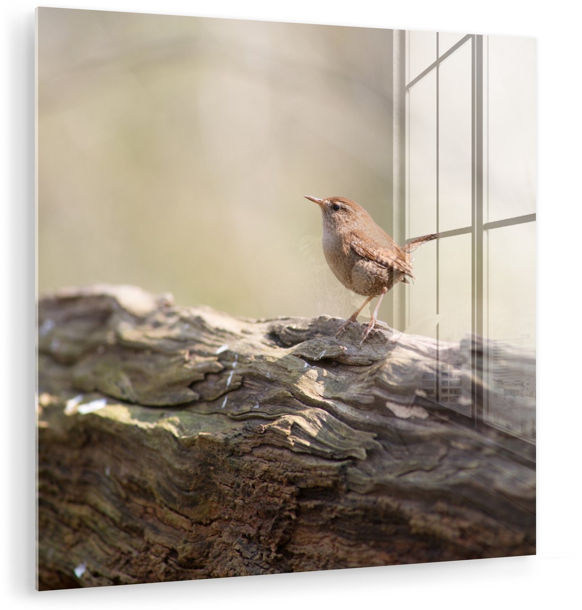 ® Glasschilderij 20x20 cm - Schilderij acrylglas - Winterkoninkje op een boomstam - Foto o