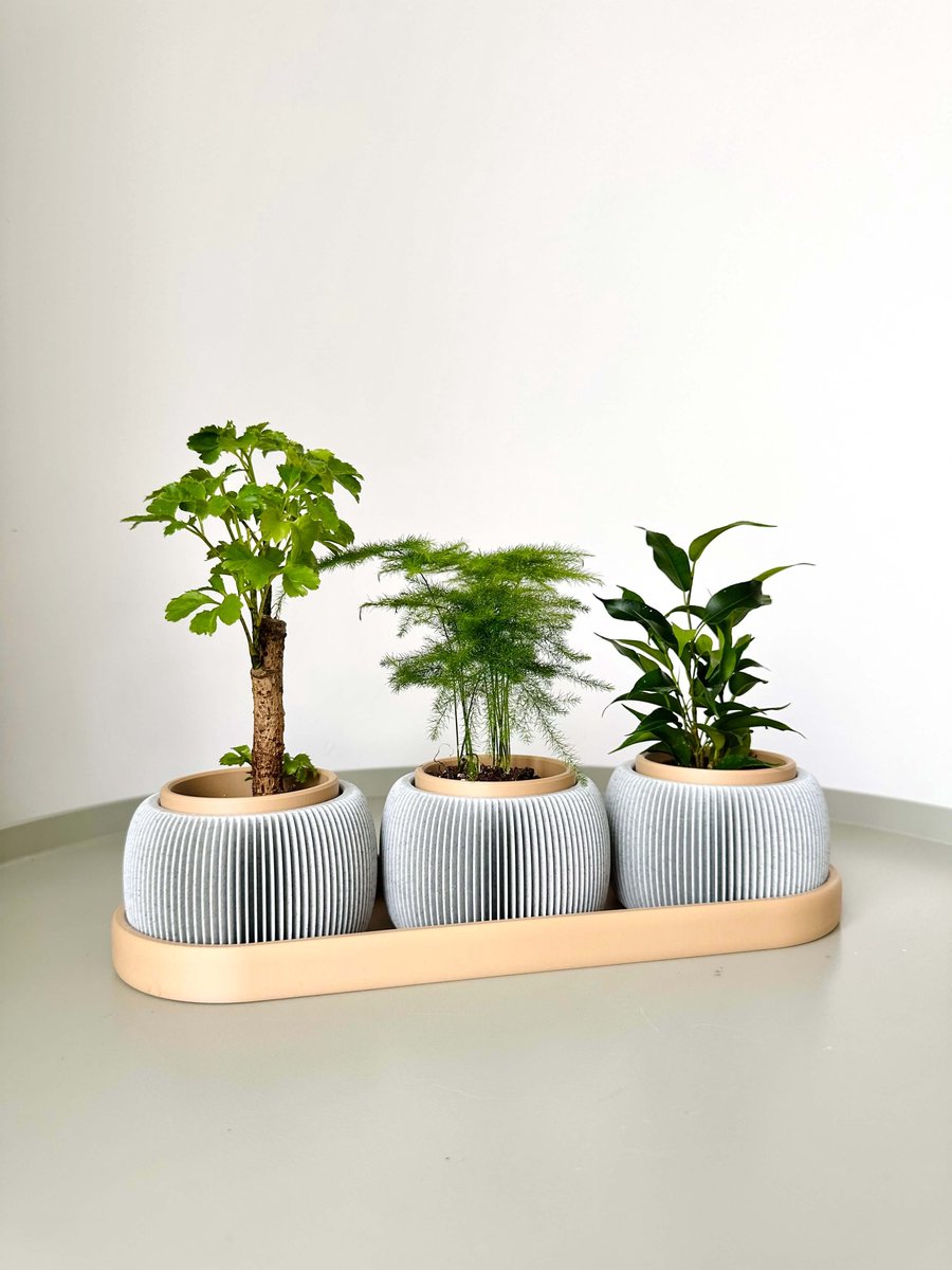 BOLTO Planthouder Set van 3 – Geribbelde Plantenpotten op Tray – Kruiden Organizer – Kleine Bloempotjes Binnen – Kamerplant Cadeau