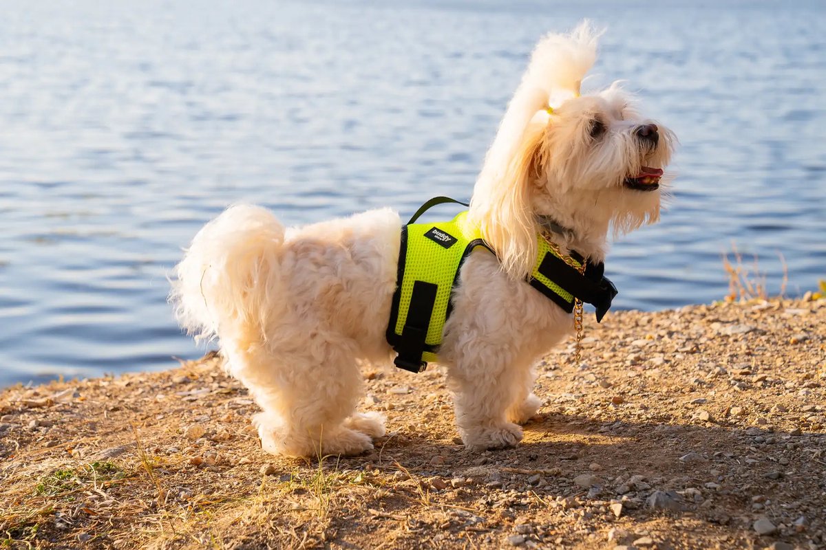 Hollacom - Air-Mesh Harness - Hondenharnas - Hondentuig - Hondentuigje Kleine Hond - Harnas Hond - Anti Trek Tuig Hond - Reflecterend - Neon Green