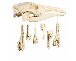 Aardvark Krokodil Schedel Windgong – Gothic Woondecoratie – Skull Chimes – Tuin- en Halloween Decoratie – Beige