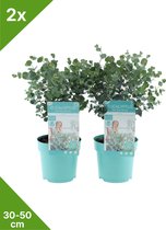 GARDENZO - 2x Eucalyptus gunnii 'Azura' - struik 30/50 cm - P15