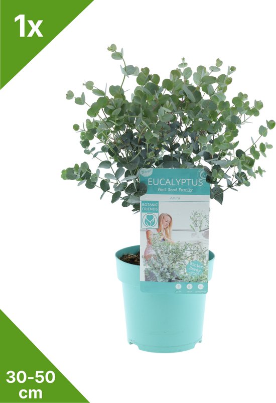 Een eucalyptus 'Azura' plant van 30-50 cm hoog in een lichtblauwe pot, met een etiket.