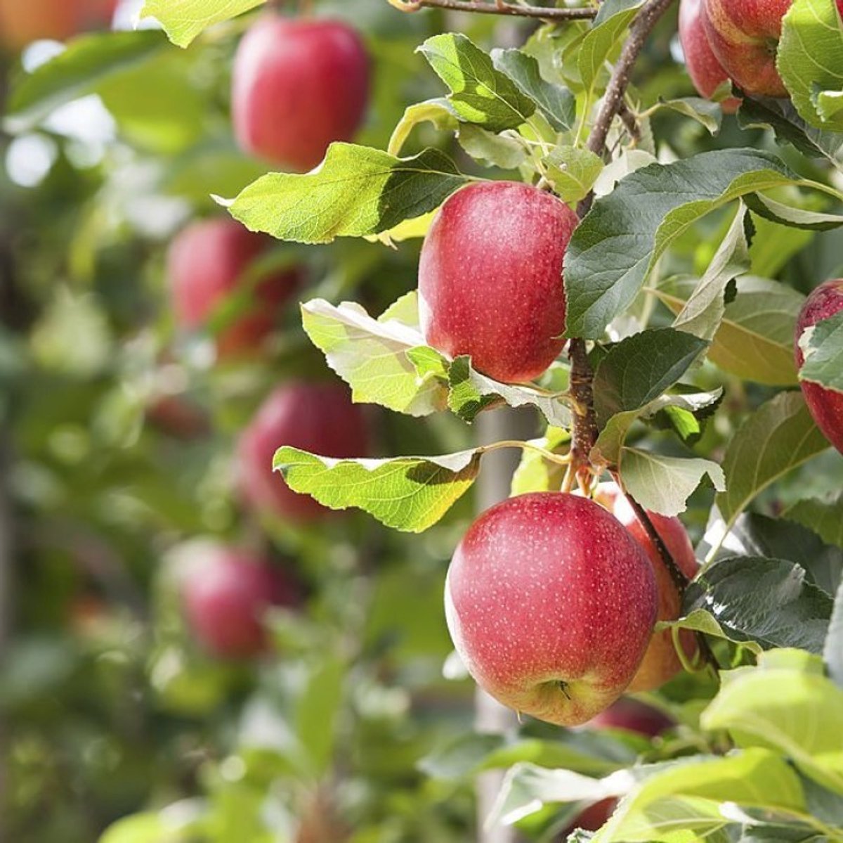 Natuurlijke Geurolie - Appel Boomgaard - 250 ml