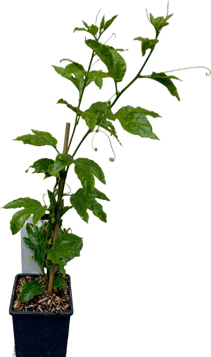 Passievrucht - Passiflora edulis | 50-60 cm pot