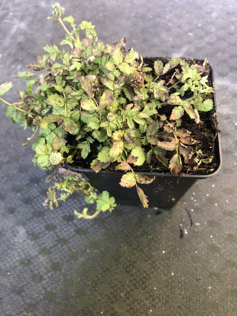 6 x Acaena Magellanica - Stekelnootje pot 9x9cm