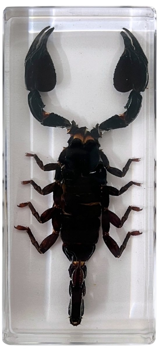 De Museumwinkel - Insect - Schorpioen in hars