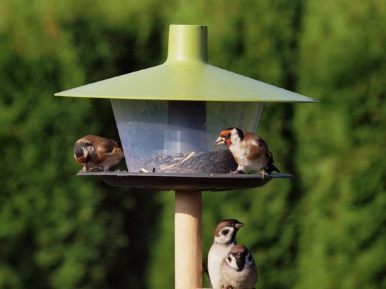 Goudvinken en mussen op een groen vogelvoederhuisje vol met voer.