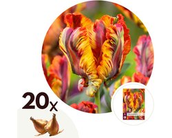 Plant in a Box - Tulipa Rasta Parrot - Tulpenbollen x20 - Bloembollen voor Tuin, Terras of Balkon