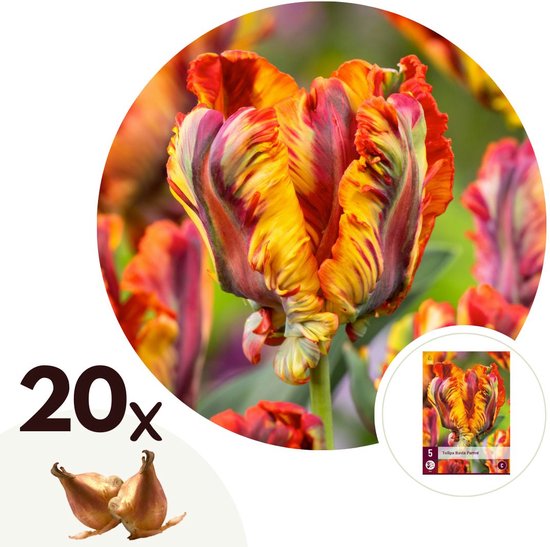 20 bulbes de Tulipa Rasta Parrot avec des pétales aux motifs flammes orange, rouge et vert.