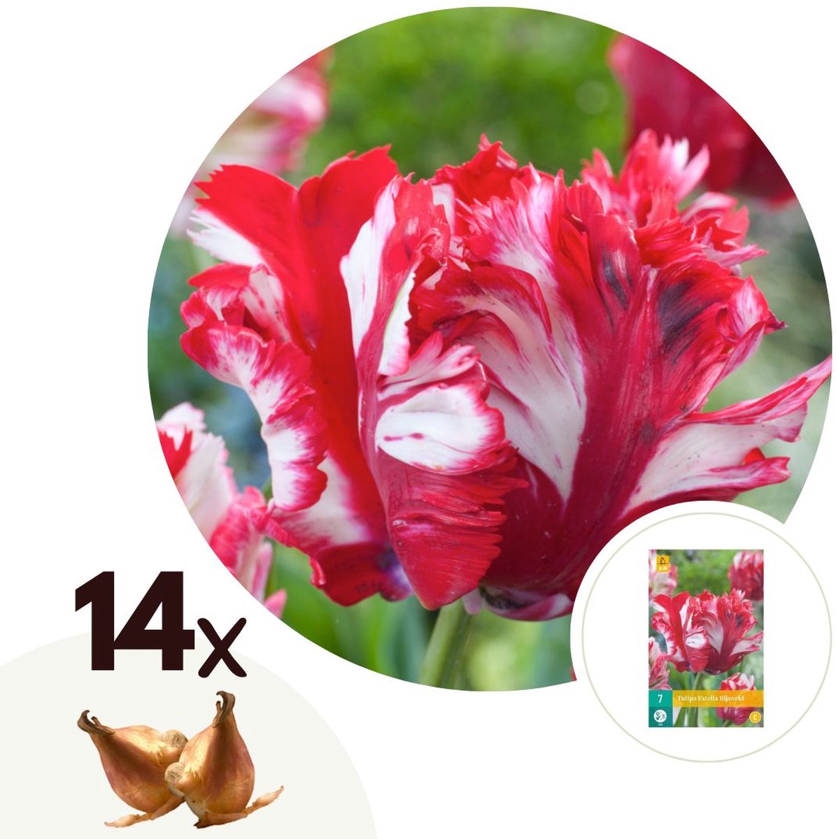 Plant in a Box - Tulipa Estella Rijnveld - 14x Tulpenbollen - Winterharde Bloembollen voor Tuin, Terras of Balkon