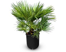 Sunny Tree - Palmboom - Chamaerops Humilis - 80/100 cm - Kamerplant - Plant - is geschikt voor binnen & buiten