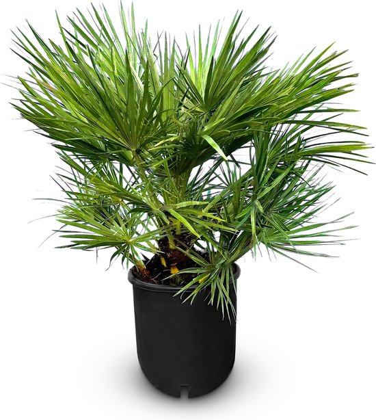 Sunny Tree - Palmboom - Chamaerops Humilis - 80/100 cm - Kamerplant - Plant - is geschikt voor binnen & buiten