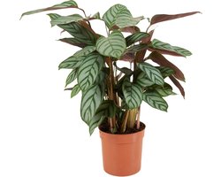 Kamerplant bijv calathea ong 30 cm