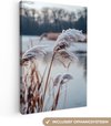 Hiver, Roseau