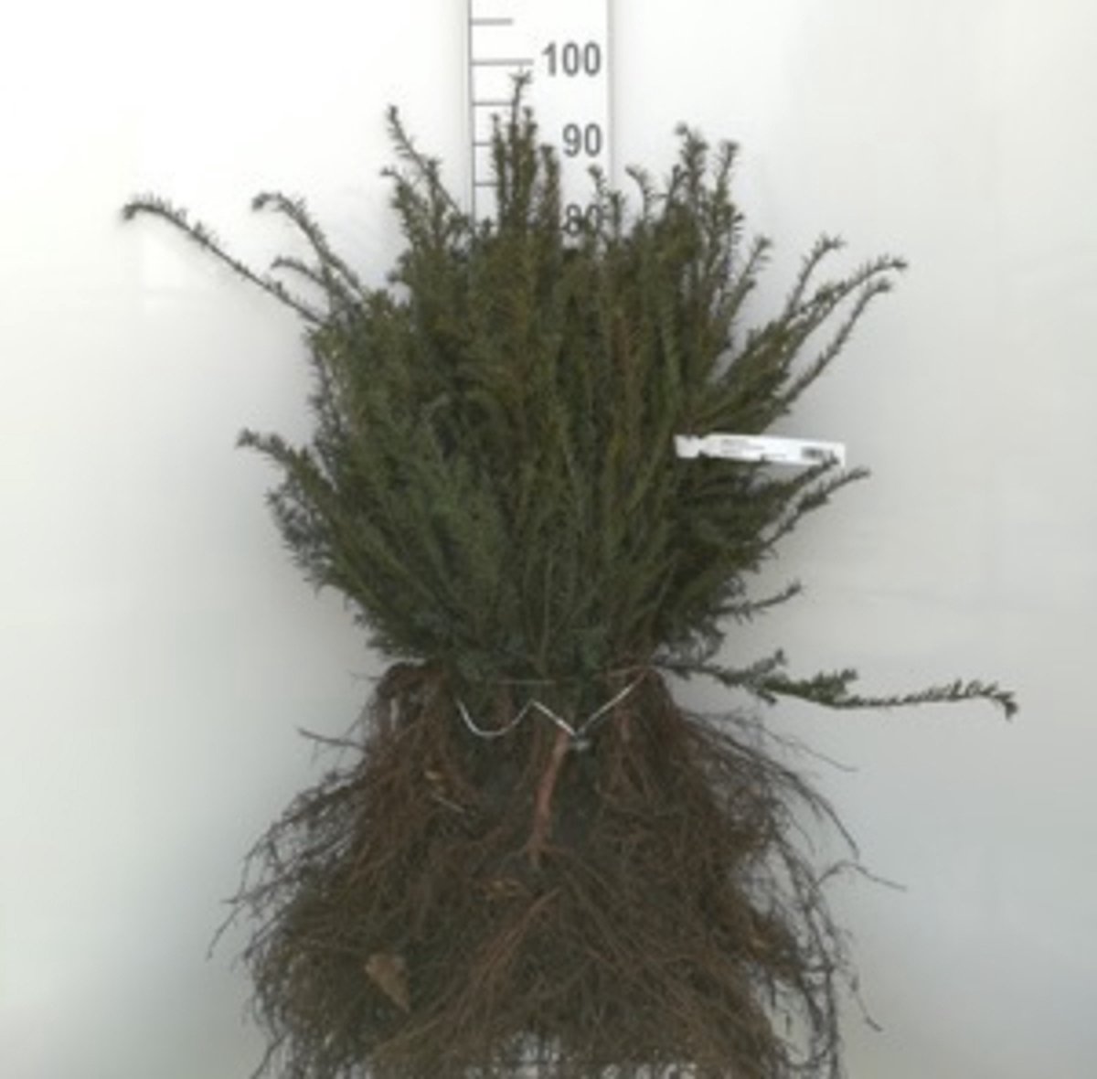Productfoto van jonge taxusplanten (Taxus baccata) met blote wortel van GRDplanten