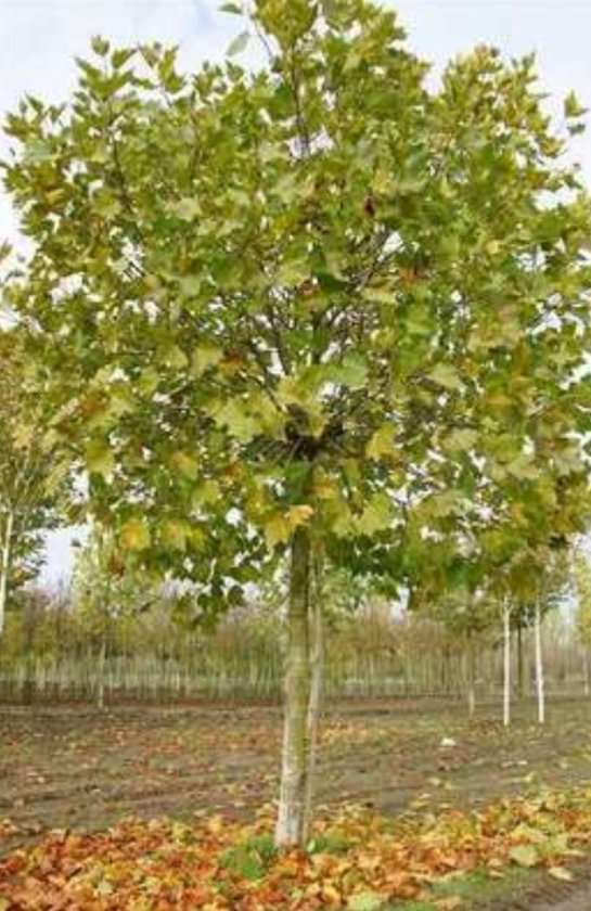 Platanus hisp. 'Alphen's Globe' - Bolplataan, Plataan 10/12 cm stamomtrek - Hoogstam in blote wortel
