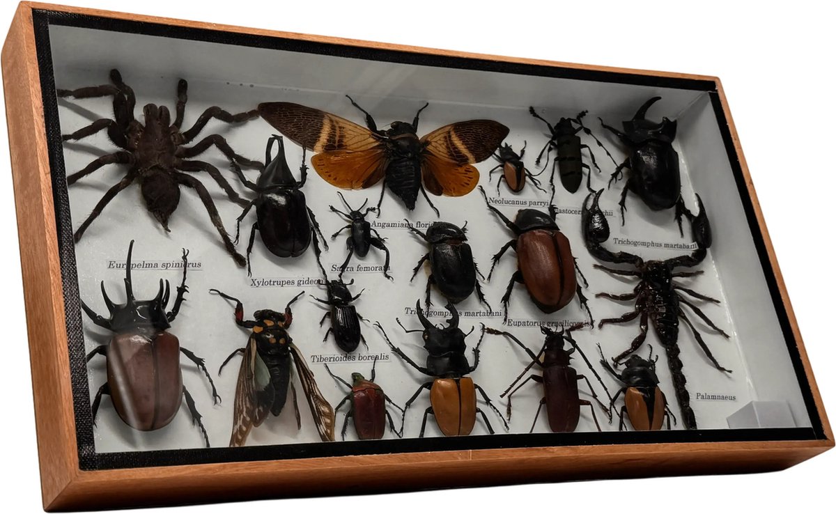Western Deco - Insecten box Assorti Horizontaal- Angamiana floridula – Opgezette Insecten - 36x20 cm - #3