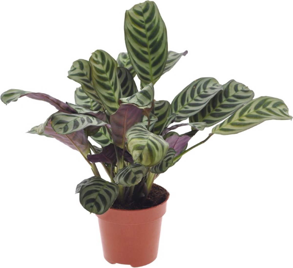 Calathea | Ctenanthe Burle Marxii | 35cm | exclusief keramieken pot