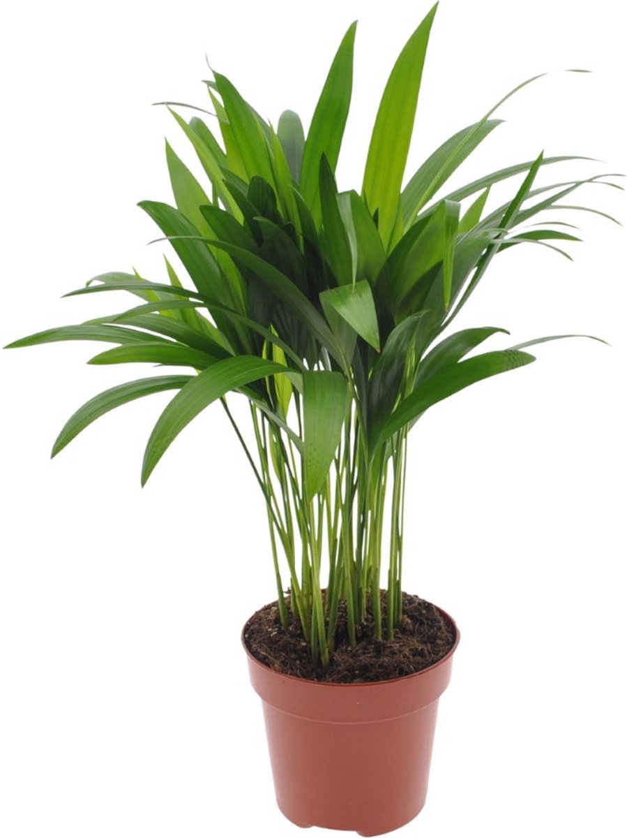 Dypsis Areca | 25cm | exclusief keramieken pot