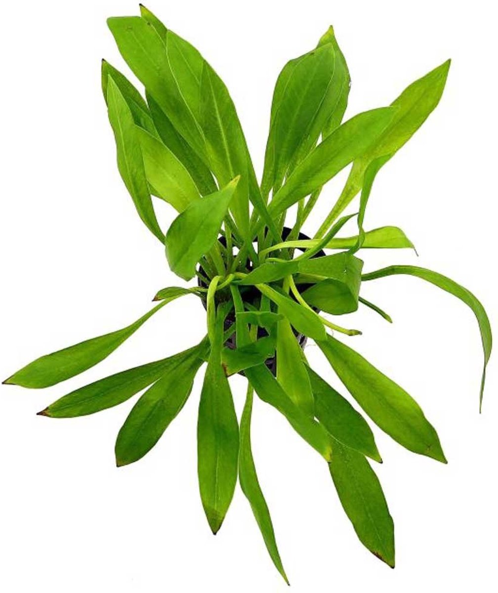 Aquaflora Helanthium Bolivianum Magdalenensis | in 5 cm pot P5 Pot