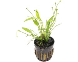 Moerings Echinodorus Tenellus | Dwergzwaardplant | in 5cm pot P5