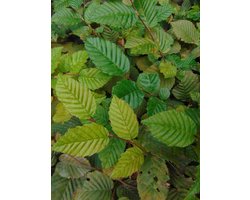 Haagbeuk 125-150 cm (in pot) - Carpinus betulus - Ø23 cm - inheemse plant - groeit goed op vrijwel alle gronden - snelle groeier