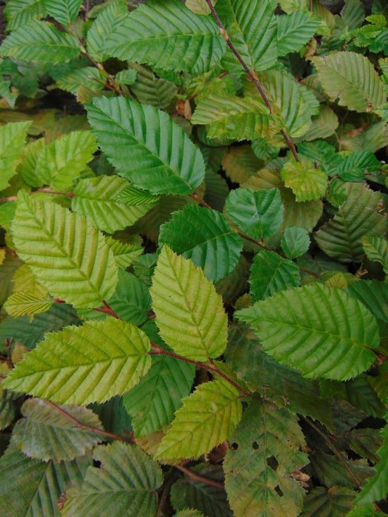 Close-up van groene en lichtgroene, gekartelde bladeren van de Carpinus betulus met duidelijke nerven.