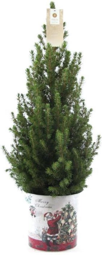 Trendyplants - Kerstboom in sierpot - Picea glauca Conica - Winterhard - Hoogte 60-80 cm - Potmaat Ø19cm