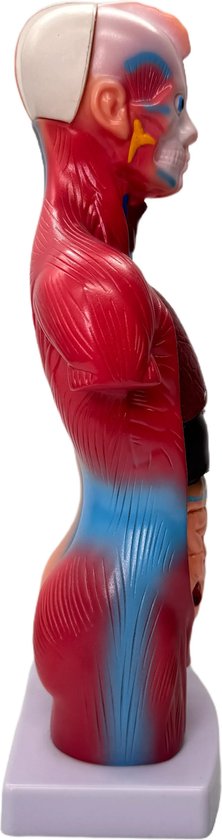 Menselijk Torso Model 28 cm - Anatomie Afneembare Interne Organen Skelet Model - 15-delig