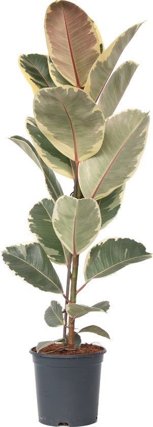 Plant in a Box - Ficus Tineke XXL - "Rubber Plant" purificateur d'air - Plante d'intérieur - Hauteur ↕ 80-90cm - Pot ⌀24cm