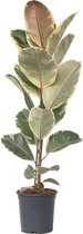 Plant in a Box - Ficus Elastica Tineke - 'Rubberboom' - Luchtzuiveredne kamerplant - Pot 24cm - Hoogte 75-100cm