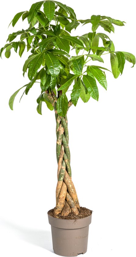 Plantenboetiek.nl | Pachira Aquatica - Ø30cm - 160-180cm hoog - Kamerplant - Groenblijvend