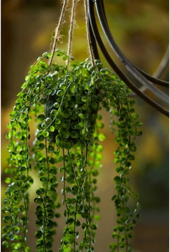 Groene hangplant met kleine, ronde blaadjes in een zwarte pot, ca. 60 cm lang, tegen een zachte achtergrond.