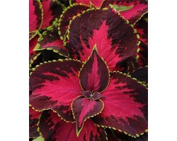 Coleus x blumei solento Dark Cherry