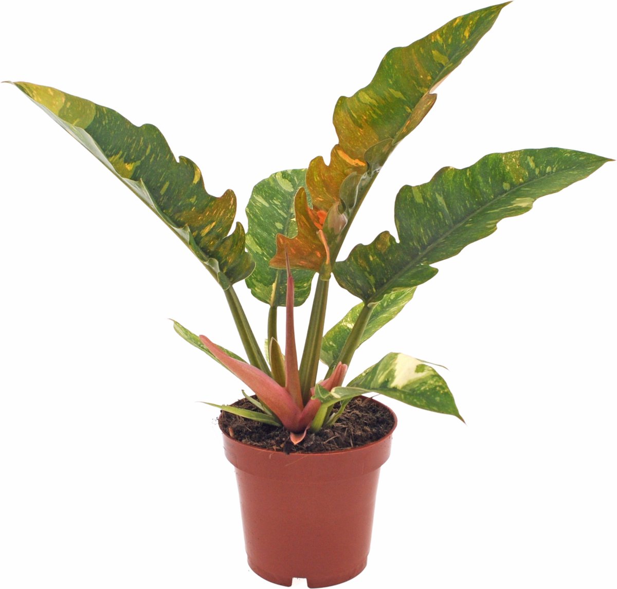 Philodendron Ring of Fire | 30cm | excl. Keramieken pot