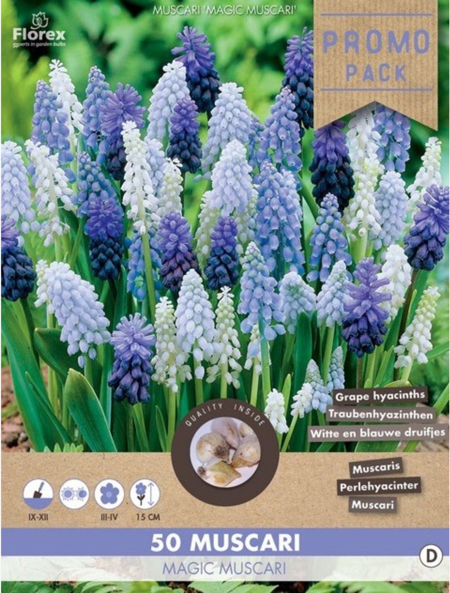 Blauw druifje (Muscari) - Blauwe Druifjes Mix - (Grootverpakking) - Bijen-Vlinders - Voorjaarsbollen - (Ook)-Voor in huis - Vaste planten