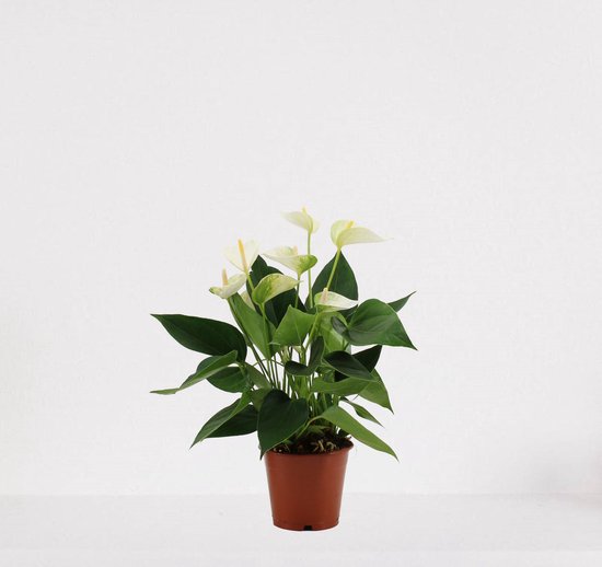 Anthurium wit – bloeiende kamerplant – Flamingoplant – 40-50cm - Ø12 – in kwekerspot – vers uit de kwekerij