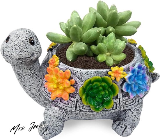 Top 10 Beste Bloemen Uit Koeweit Voor 2026 - Breng Een Vleugje Koeweitse Schoonheid Naar Huis