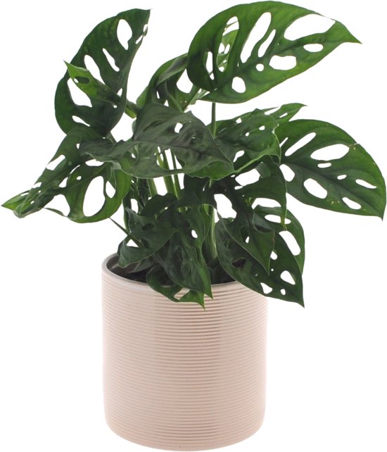 Monstera | Gatenplant | 30cm | incl. Off white keramieken pot