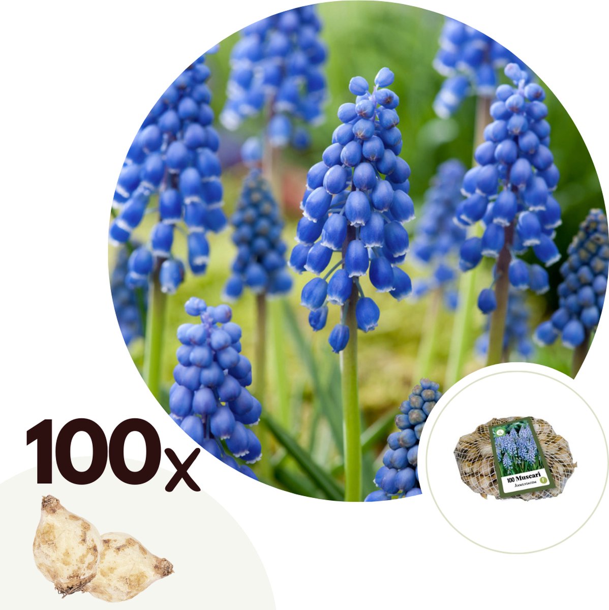Plant in a Box - Muscari armeniacum - 100x Hyacinth bollen - Bloembollen winterhard - Kleurrijke tuin in de lente
